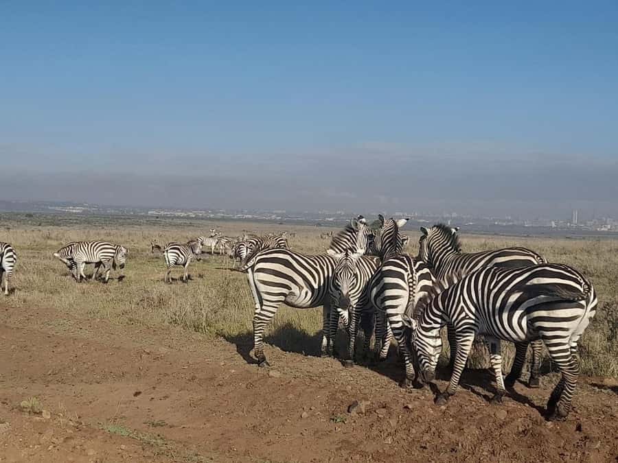 Nairobi: National Park Early Morning or Afternoon Game Drive - Should you book this Nairobi game drive?