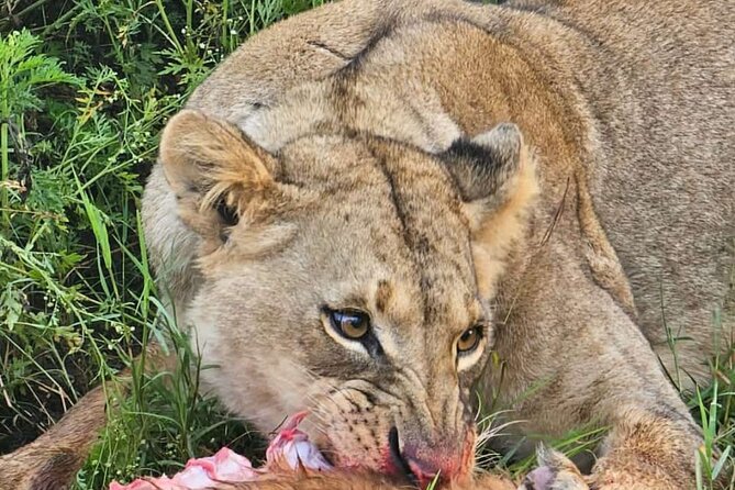 Nairobi National Park Half-Day Game Drive - Why Nairobi National Park works so well for a short stay