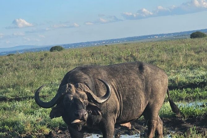 Nairobi National Park Half-Day Game Drive - Four hours of animal watching, not a quick photo stop
