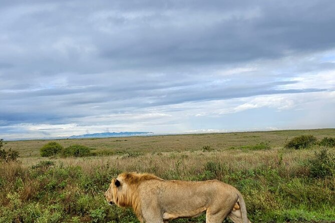 Nairobi National Park Half-Day Game Drive - The city backdrop changes the safari mood