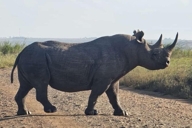 Nairobi National Park Half-Day Game Drive - Morning or afternoon: choosing the better departure
