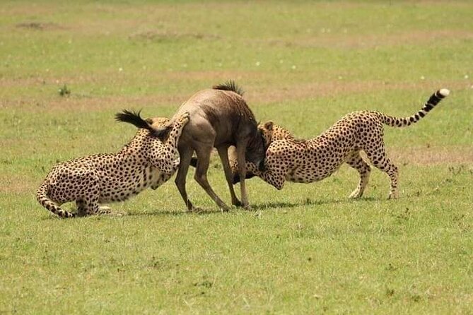 Nairobi National Park Half-Day Game Drive - What the $36 price really means