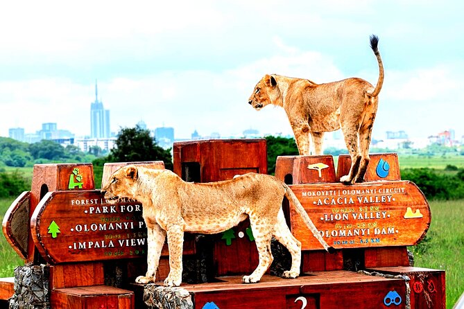 Nairobi National Park Half-Day Game Drive - Practical tips for getting more from the drive