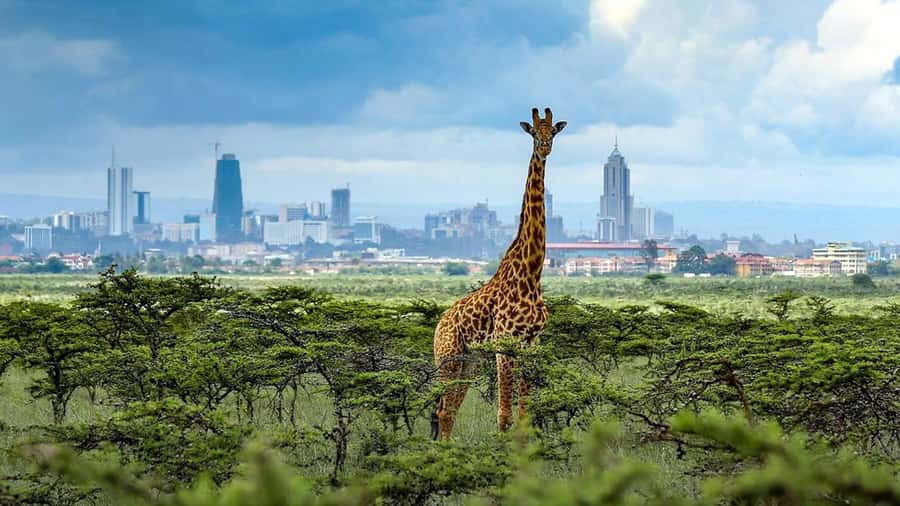 Nairobi National Park Half-Day Guided Game Drive With Pickup - Booking details worth checking first