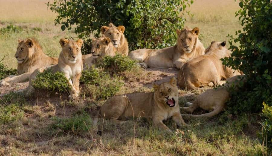 Nairobi National Park Half-Day Guided Game Drive With Pickup - Why Nairobi National Park works so well in a short visit