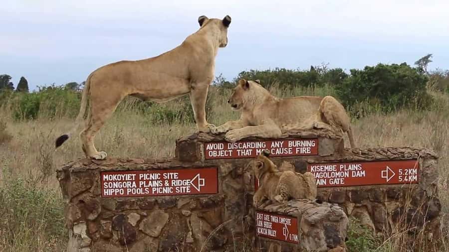 Nairobi National Park Half-Day Guided Game Drive With Pickup - Pickup from Nairobi and the ride to the park