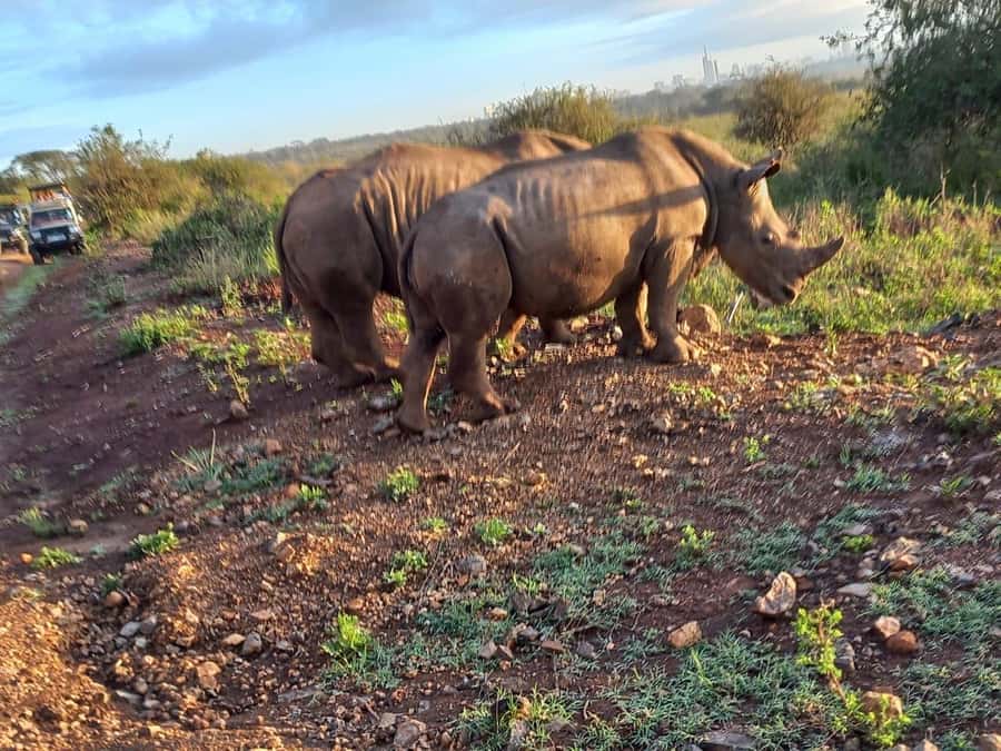 Nairobi National Park Half-Day Guided Game Drive With Pickup - Inside Nairobi National Park
