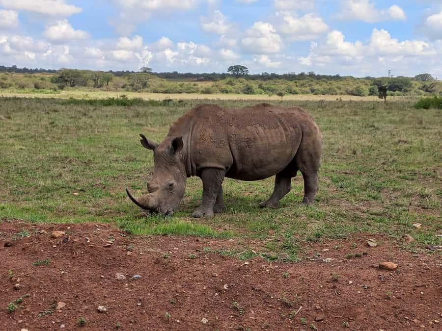 Nairobi National Park Half-Day Guided Game Drive With Pickup - A strong choice for birdwatchers
