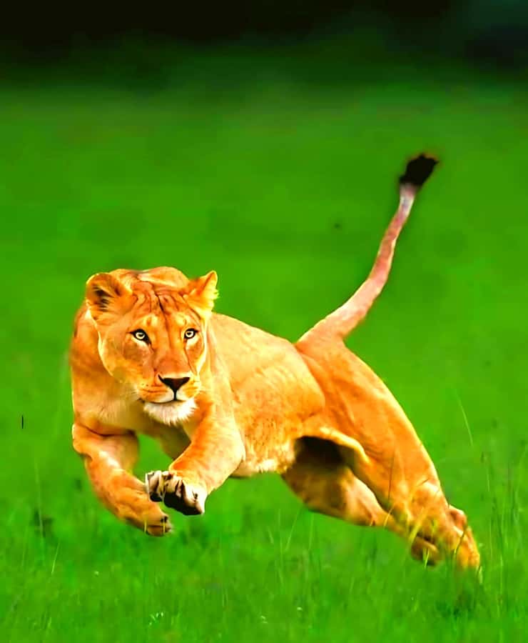 Nairobi National Park Half-Day Guided Game Drive With Pickup - What the $42 price really buys you