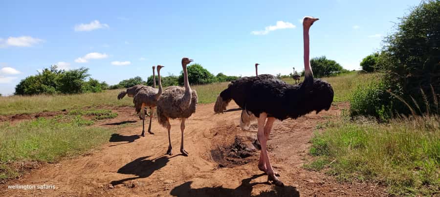 Nairobi National Park Half-Day Guided Game Drive With Pickup - Who should book this half-day safari?