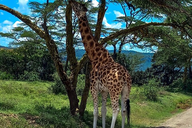Nairobi National Park Safari With a Visit to Giraffe Center. - Nairobi National Park at 6 a.m.