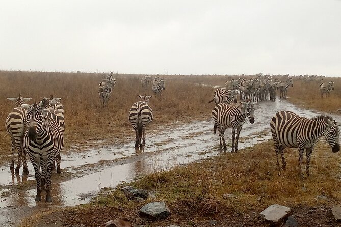 Nairobi National Park Safari With a Visit to Giraffe Center. - A short coffee stop before the Giraffe Centre