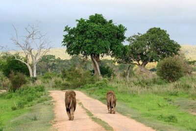 Nairobi National Park Safari With a Visit to Giraffe Center.