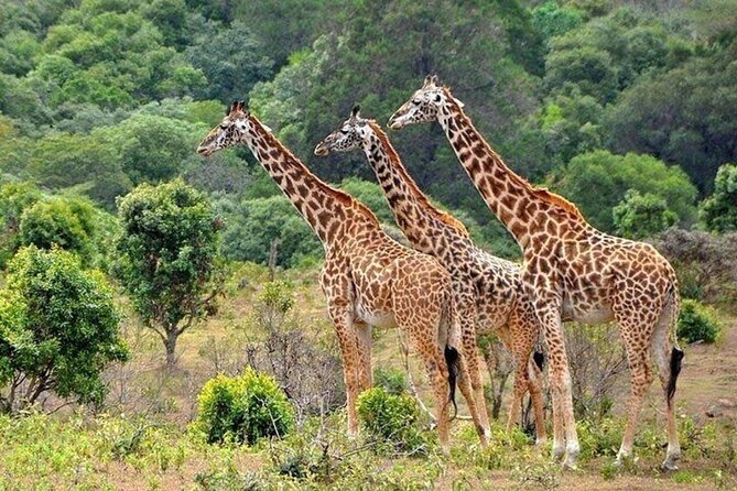 Nairobi National Park Safari With a Visit to Giraffe Center. - Timing, comfort, and who will enjoy it