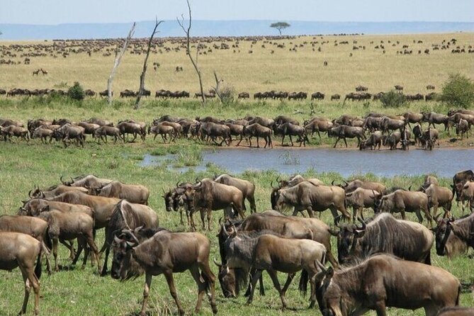 Nairobi National Park Safari With a Visit to Giraffe Center. - Strengths and limits in plain terms
