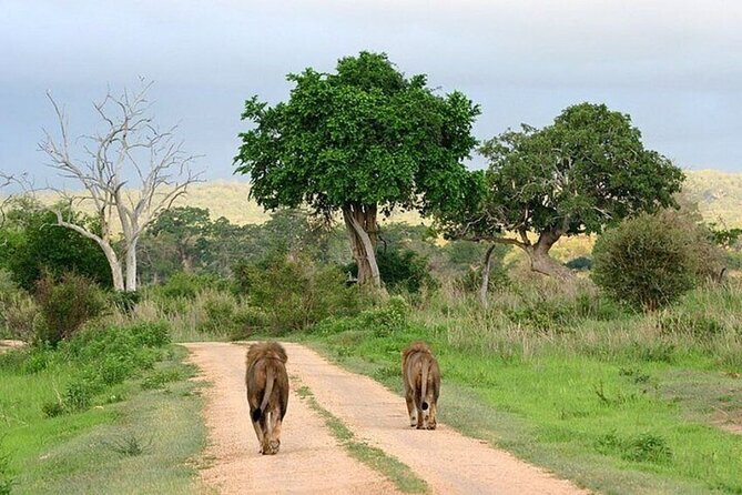 Nairobi National Park Safari With a Visit to Giraffe Center. - The animal search inside the capital