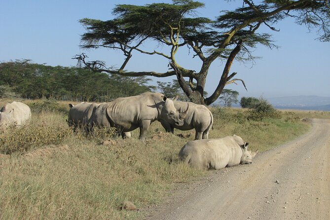 Nairobi Park Wildlife Safari - The Animal Orphanage and a closer look at rescued wildlife