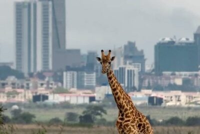 Nairobi Park Wildlife Safari