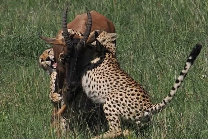 Nairobi Park Wildlife Safari - Nairobi Safari Walk and the raised boardwalk