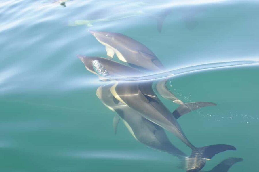 Nazaré: Dolphin Safari - Key points before you book