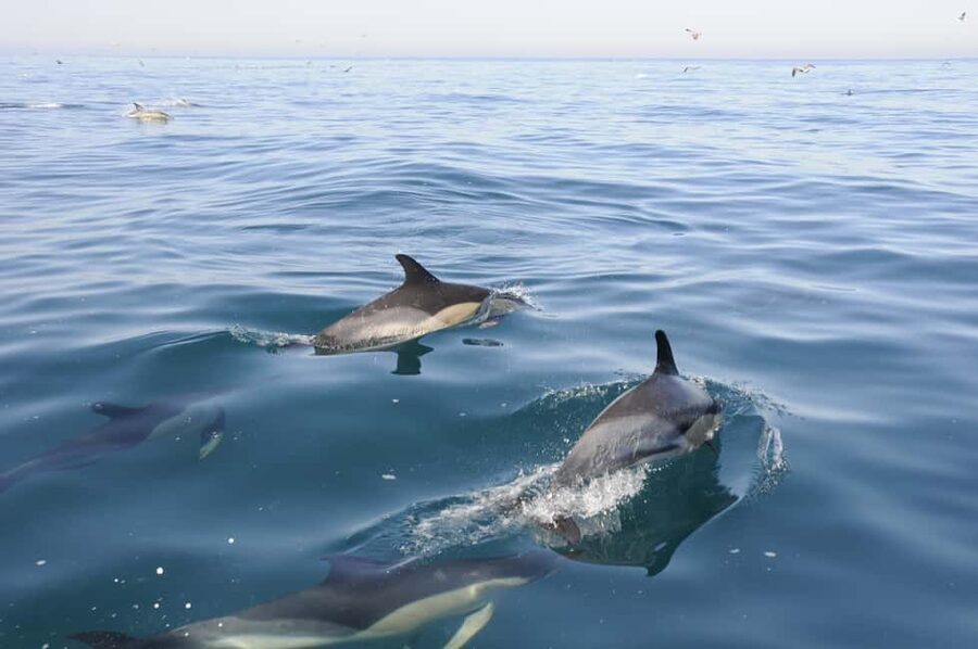 Nazaré: Dolphin Safari - Leaving Avenida Manuel Remígio for open water