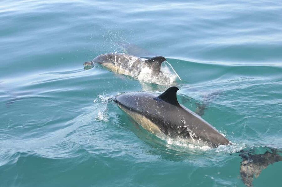 Nazaré: Dolphin Safari - Four possible species, four different encounters