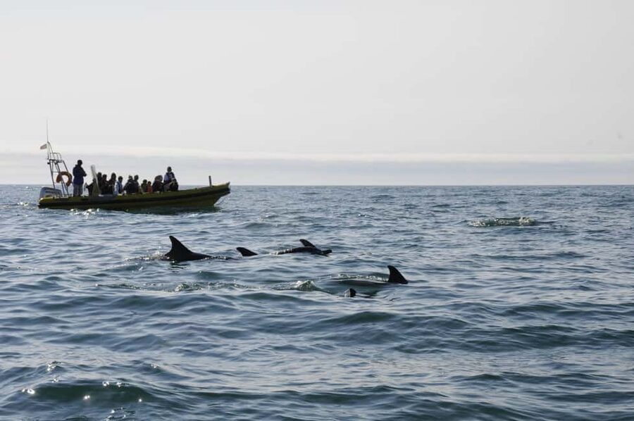Nazaré: Dolphin Safari - The first search: finding dolphins in the wild