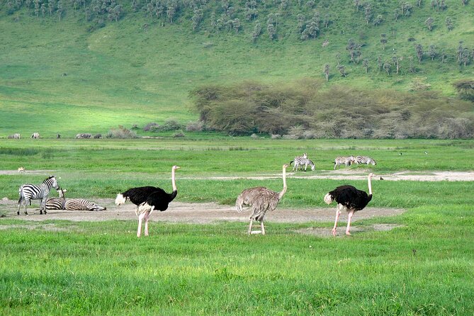 Ngorongoro Crater Day Trip – Shared Group Safari - The 6:00 am departure from Arusha