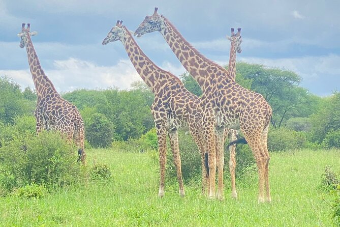 Ngorongoro Crater Day Trip – Shared Group Safari - Picnic lunch in the middle of the safari