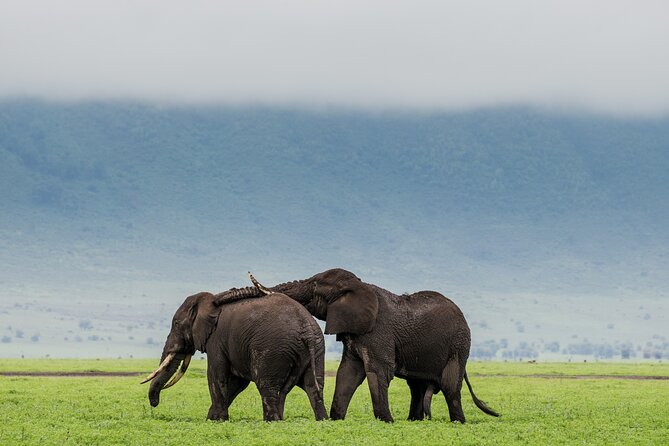 Ngorongoro Crater Day Trip – Shared Group Safari - The crater rim gives you the first big moment
