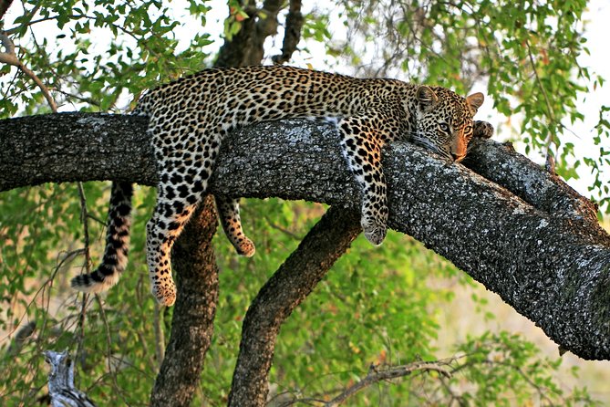Night Safari Tour with Transfer - Key things to know before booking