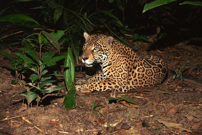 Night Safari Tour with Transfer - Why the Night Safari feels different from a daytime zoo
