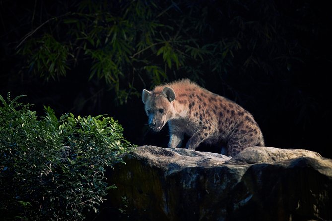 Night Safari Tour with Transfer - Shows add variety, but arrive early