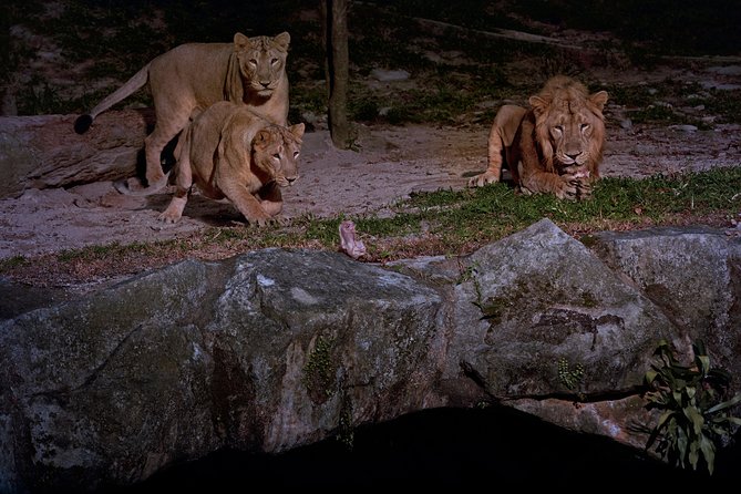 Night Safari Tour with Transfer - Dinner at Ulu Ulu Safari Restaurant