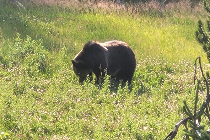 Northern Yellowstone Safari from Cody, WY - Why this Cody safari is built around wildlife