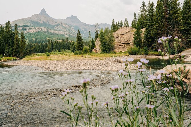 Northern Yellowstone Safari from Cody, WY - Lamar Valley: the main wildlife session