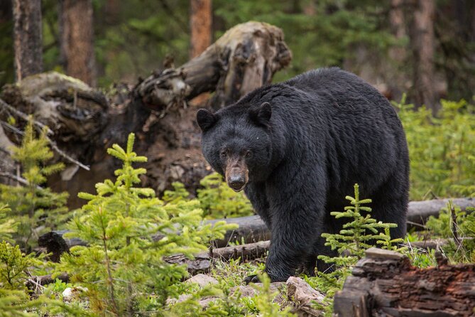 Northern Yellowstone Safari from Cody, WY - Buffalo Bill Scenic Byway back to Cody