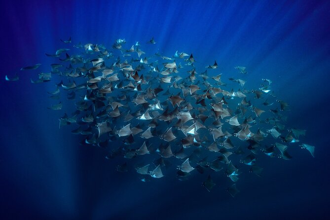 Ocean Safari: Sea Lions, Mobula Rays, Dolphins, Orcas & Whales - Key points to know before you book