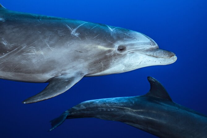 Ocean Safari: Sea Lions, Mobula Rays, Dolphins, Orcas & Whales - La Ventana’s open-water search