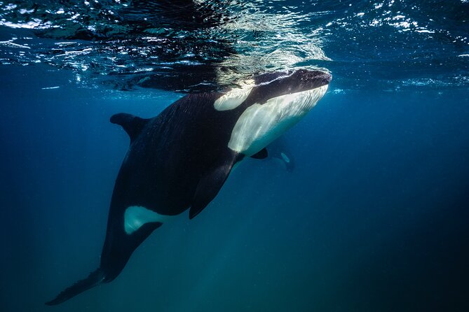 Ocean Safari: Sea Lions, Mobula Rays, Dolphins, Orcas & Whales - Dolphins, whales, and the long-distance search