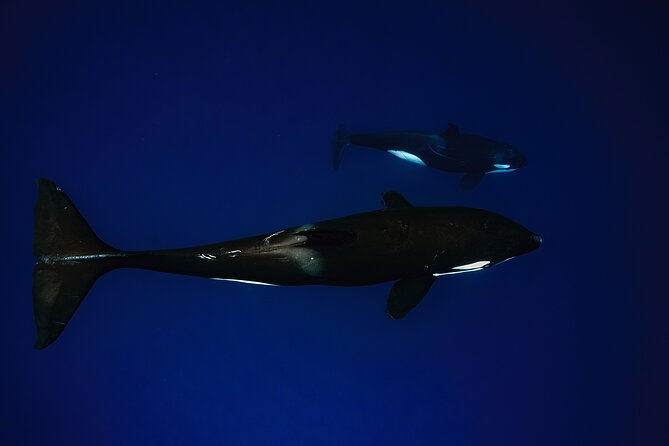 Ocean Safari: Sea Lions, Mobula Rays, Dolphins, Orcas & Whales - Orcas are the exciting wildcard