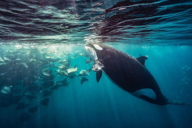Ocean Safari: Sea Lions, Mobula Rays, Dolphins, Orcas & Whales - Guides who make the difference
