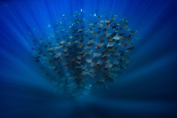 Ocean Safari: Sea Lions, Mobula Rays, Dolphins, Orcas & Whales - Swimming and snorkeling: know your limits