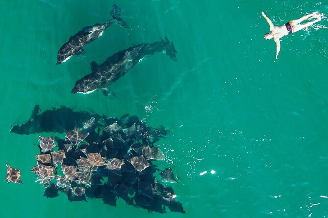 Ocean Safari: Sea Lions, Mobula Rays, Dolphins, Orcas & Whales - Is $179.22 a fair price?