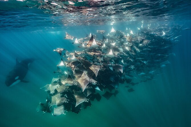 Ocean Safari: Sea Lions, Mobula Rays, Dolphins, Orcas & Whales - Mobula rays: the most unusual encounter