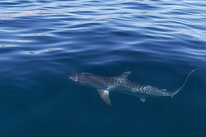 Ocean Safari Tour in Cabo San Lucas - Watching Humpback Whales and Searching for Orcas