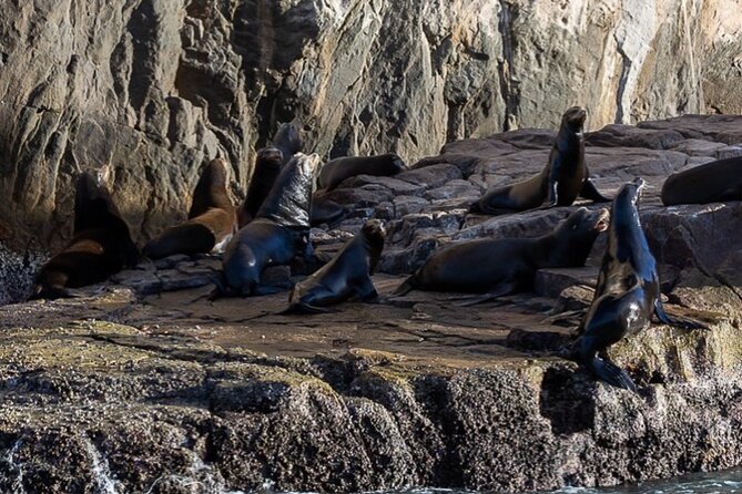 Ocean Safari Tour in Cabo San Lucas - A Crew That Adds Meaning to the Sighting