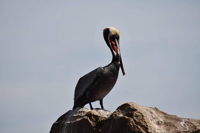 Ocean Safari Tour in Cabo San Lucas - Price, Group Size, and Overall Value