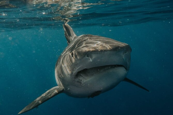 Ocean Safari Tour in Cabo San Lucas - Who Should Book This Ocean Safari