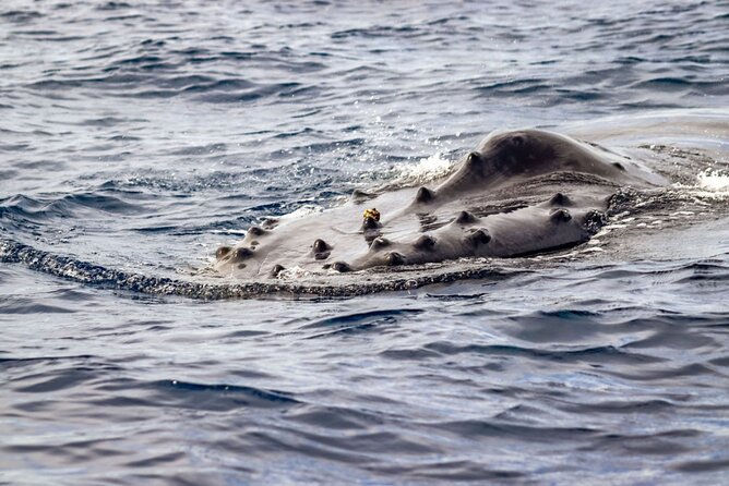 Ocean Safari Tour in Cabo San Lucas - Practical Details Before You Reserve